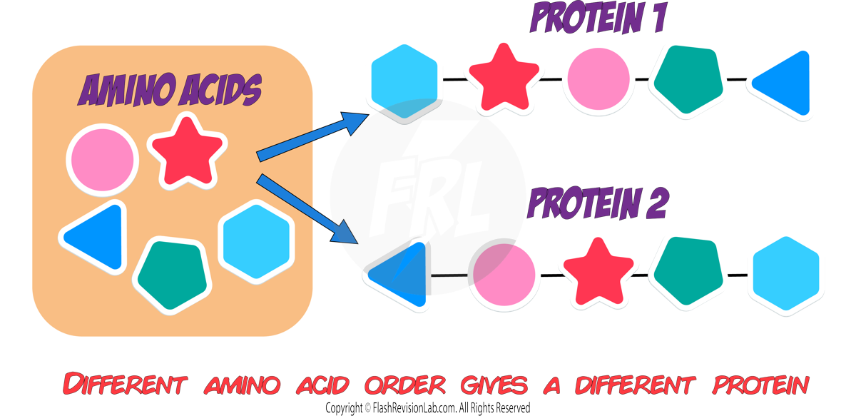 Amino Acids